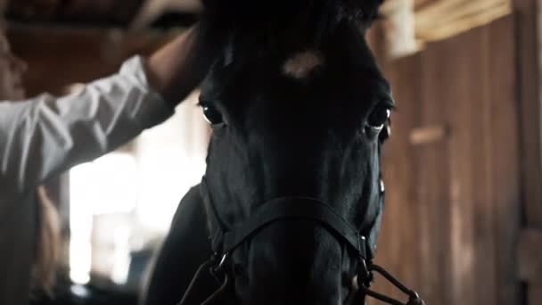 Meisje in een wit shirt en handschoenen kammen een paard — Stockvideo