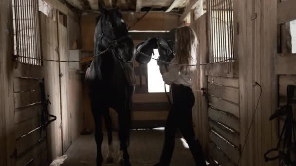 Een meisje in een wit shirt en handschoenen gooit een zadel op een paard — Stockvideo