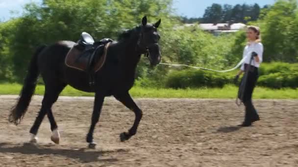 Uma menina em uma camisa branca e calças pretas e um cavalo preto em treinamento de verão em tempo ensolarado — Vídeo de Stock