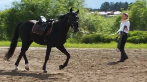 En flicka i vit skjorta och svarta byxor och en svart häst på sommaren utbildning i soligt väder — Stockvideo