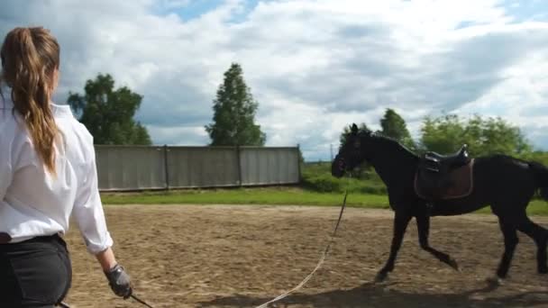 En flicka i vit skjorta och svarta byxor och en svart häst på sommaren utbildning i soligt väder — Stockvideo