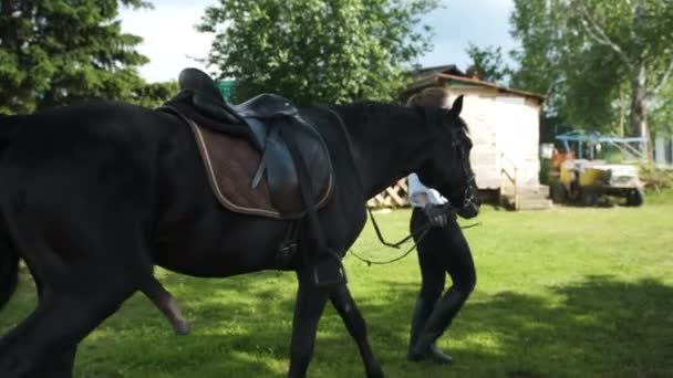 Menina em uma camisa branca e calças pretas leva um cavalo com uma ereção — Vídeo de Stock