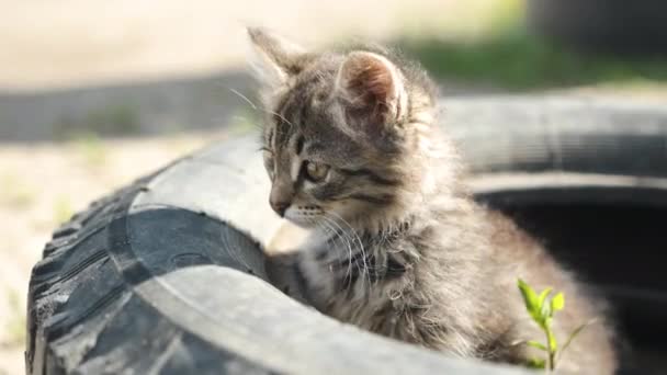 Pequeno gatinho bonito senta-se perto da roda e olha — Vídeo de Stock