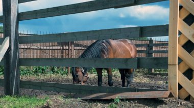Yazın güneşli havalarda çayırda güzel kahverengi at.