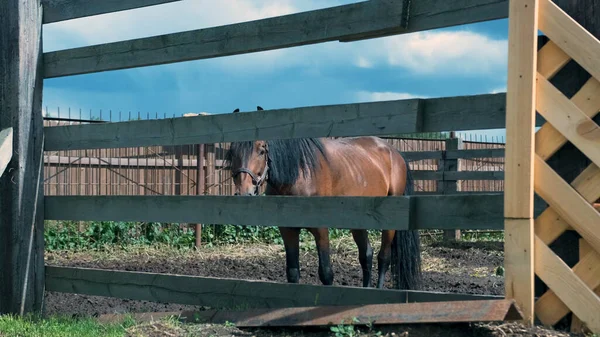 Yazın güneşli havalarda çayırda güzel kahverengi at. — Stok fotoğraf