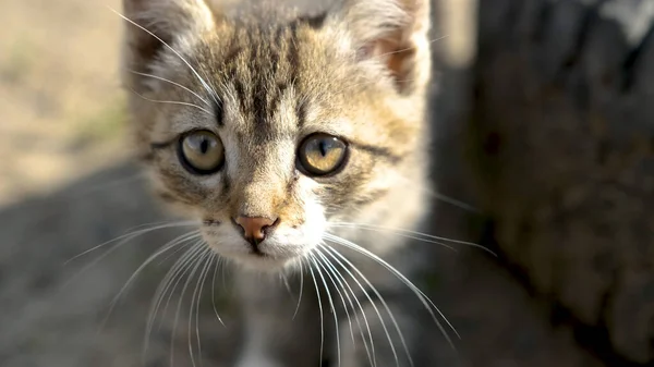 Little beautiful kitten sits near the wheel and looks — Stock Photo, Image