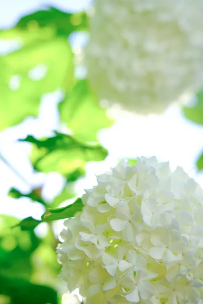 güneş tarafından aydınlatılan bahar çiçekleri