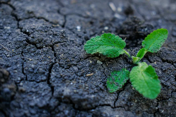 filizile arazi. Fatura. verimli toprak