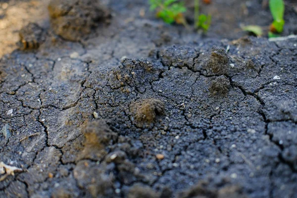 filizile arazi. Fatura. verimli toprak