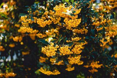 bitki pyracantha sarı. dalda çilek . yeşil yaprak