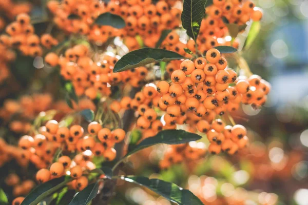 bitki pyracantha sarı. dalda çilek . yeşil yaprak