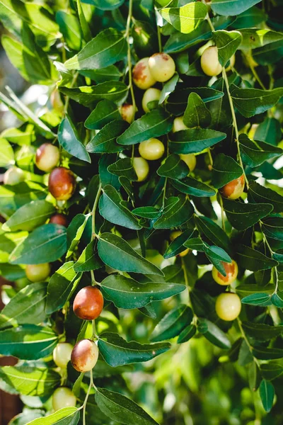 bitki pyracantha sarı. dalda çilek . yeşil yaprak