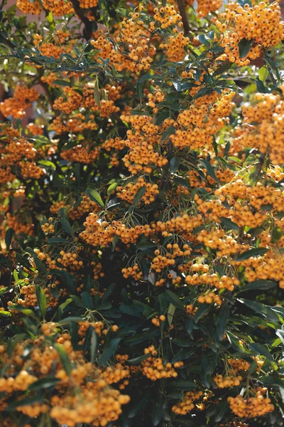 bitki pyracantha sarı. dalda çilek . yeşil yaprak