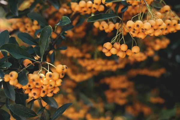 bitki pyracantha sarı. dalda çilek . yeşil yaprak