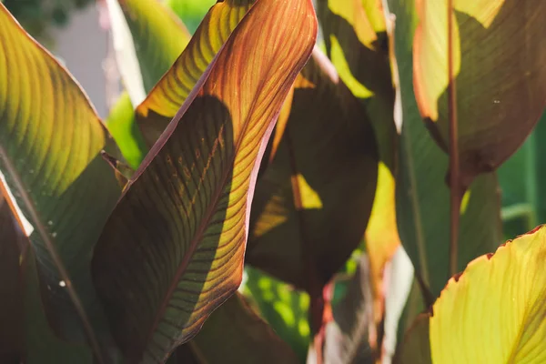 Canna bitkinin yaprakları . Güneş ışığı