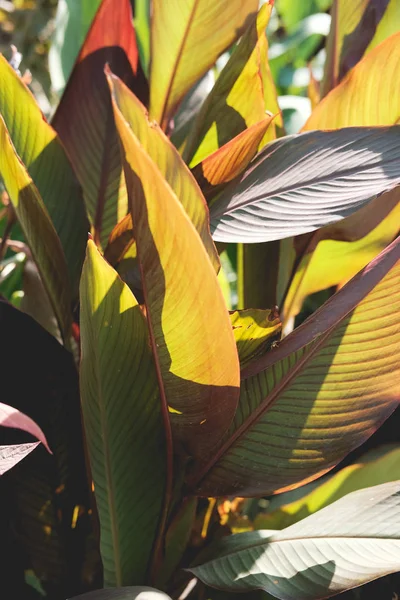 Canna bitkinin yaprakları . Güneş ışığı