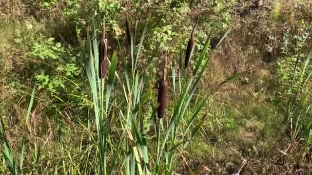 Les roseaux dans le marais. Concept de fond d'été naturel relaxant .
