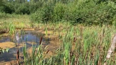 Bataklıktaki ormandaki sazlıklar. Ormanda güneşli bir gün. Rahatlatıcı yaz doğal arka plan konsepti.