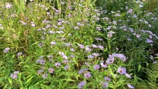 Bellissimi Fiori Lilla Rilassante Sfondo Naturale Prato Fiorito Nel Bosco — Video Stock