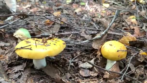 Twee Prachtige Fuut Een Zomerbos Ontspannend Natuurlijk Achtergrond Concept — Stockvideo