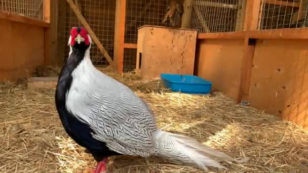 슬로우 비디오 아름다운 Pheasant — 비디오