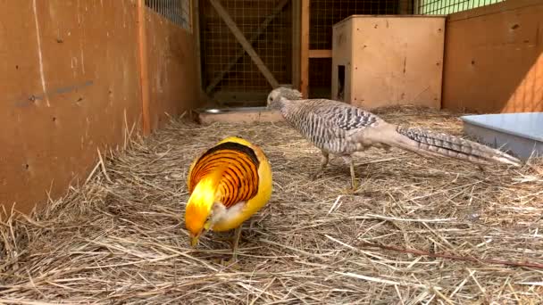 Pomalý Pohyb Pheasant Zlatý Žlutý Citrón Bažant Královský — Stock video