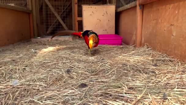 Bel Oiseau Faisan Rouge Doré — Video