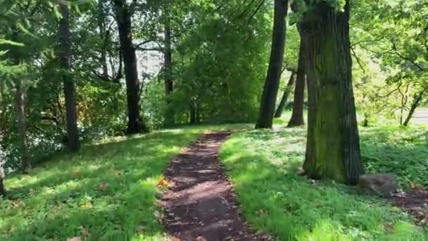 Camina Por Fabuloso Bosque Mágico Verano Calma Natural Relajar Fondo — Vídeos de Stock