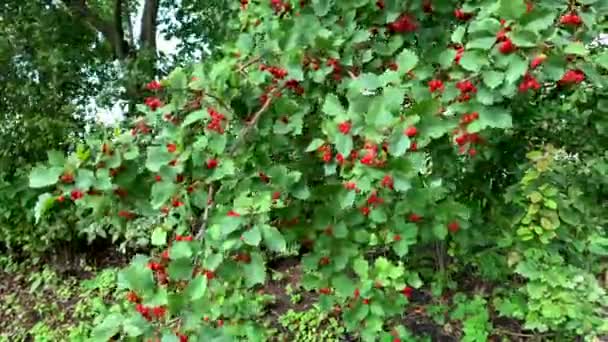 Branch Red Mountain Ash Sways Wind Calm Summer Natural Relax — Stock Video