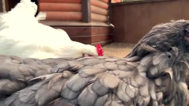 Différentes poules dans la cage, coqs, oiseaux .