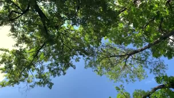 Hohe Grüne Bäume Vor Einem Schönen Blauen Himmel Mit Wolken — Stockvideo