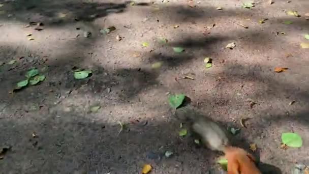 若い男は夏の晴れた日に公園でプルーンとかわいいふわふわの面白いリスを養います — ストック動画