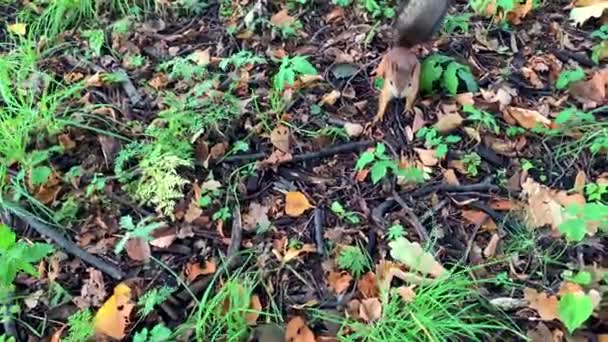 Vidéo Ralenti Écureuil Drôle Pelucheux Mignon Dans Parc Par Une — Video
