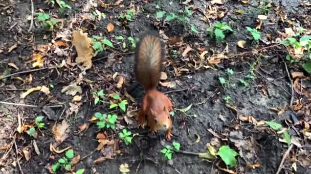 Vídeo Câmera Lenta Esquilo Engraçado Fofo Bonito Suas Pernas Traseiras — Vídeo de Stock