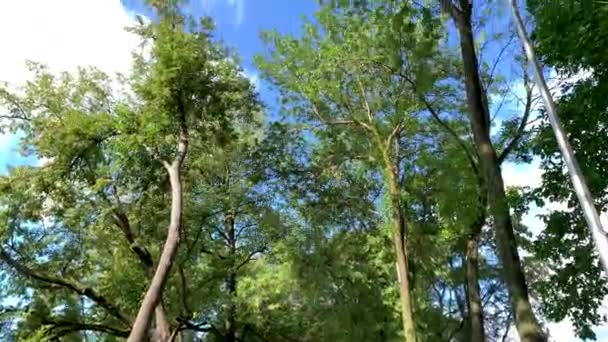 Hohe Grüne Bäume Vor Einem Schönen Blauen Himmel Mit Wolken — Stockvideo