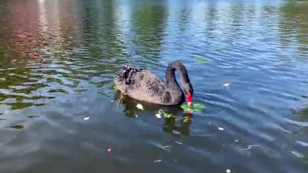 Bellissimo Cigno Nero Nuota Uno Stagno Mangia Erba Nel Parco — Video Stock