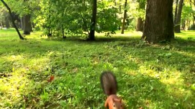 Güneşli bir yaz gününde bir parkta çim üzerinde atlama sevimli bir komik sincap Yavaş hareket video.