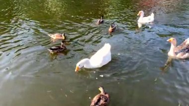 Güzel beyaz kuğu ve ördekler bir gölet yüzme Yavaş hareket video, bir yaz güneşli bir günde bir parkta çim yeme