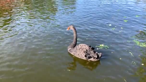 아름다운 백조가 깃털을 청소하고 연못에서 수영하고 화창한 공원에서 잔디를 방법의 — 비디오
