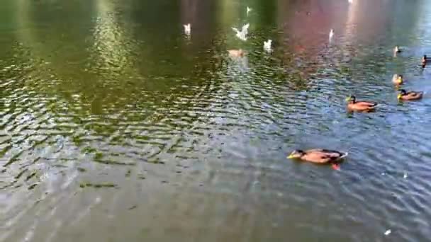 Bellissimi Cigni Bianchi Anatre Gabbiani Nuotano Nello Stagno Nel Parco — Video Stock