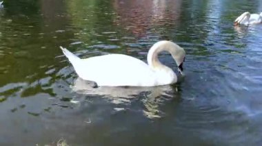 Güzel beyaz kuğu ve ördekler gölette yüzme, bir yaz güneşli bir günde parkta çim yeme