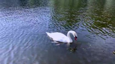 İki güzel beyaz kuğu güneşli bir yaz gününde gölette yüzmek.