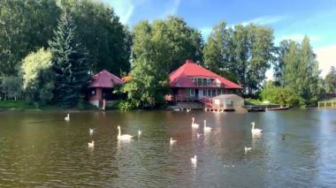 St. Petersburg, Rusya - 25 Ağustos 2019: Güzel beyaz kuğular, ördekler ve martılar güneşli bir yaz gününde parktaki gölette yüzüyor.