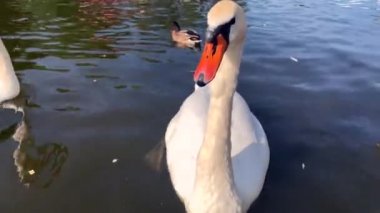 St. Petersburg, Rusya - 25 Ağustos 2019: Güzel beyaz kuğular ve ördekler güneşli bir yaz gününde parktaki gölette yüzüyor.