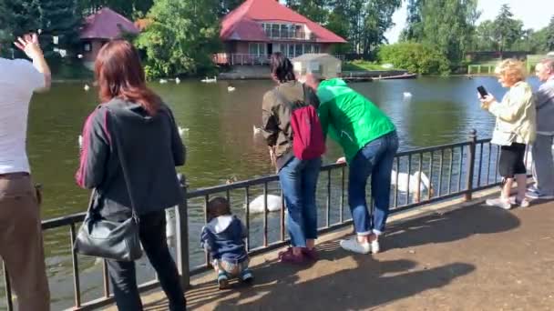 俄罗斯圣彼得堡 2019年8月25日 人们在夏天阳光明媚的日子里在公园里喂鸭子和天鹅 — 图库视频影像
