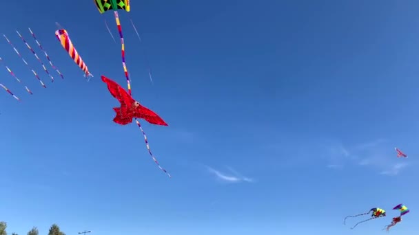 Pipa Forma Uma Águia Vermelha Vento Contra Céu Azul Parque — Vídeo de Stock