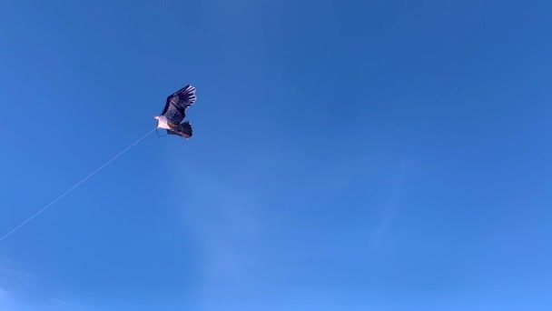 Cometa Forma Águila Negra Viento Contra Cielo Azul Parque Del — Vídeos de Stock