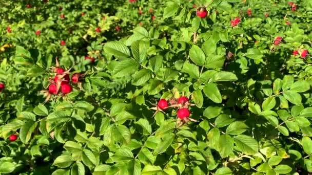 在阳光明媚的夏日 在公园里 一个美丽的绿色玫瑰臀部灌木的慢动作视频 — 图库视频影像