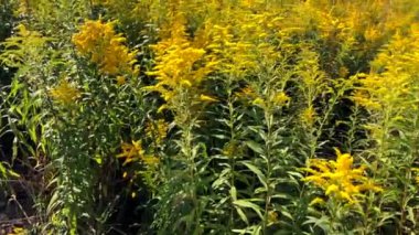 Güneşli bir yaz gününde Leningrad bölgesinde güzel sarı çiçekler bir glade yavaş hareket video. Goldenrod Kanada.