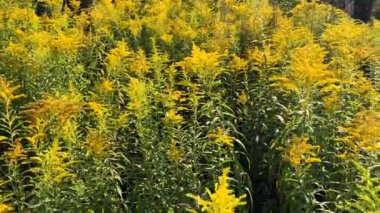 Güneşli bir yaz gününde Leningrad bölgesinde güzel sarı çiçekler bir glade yavaş hareket video. Goldenrod Kanada.